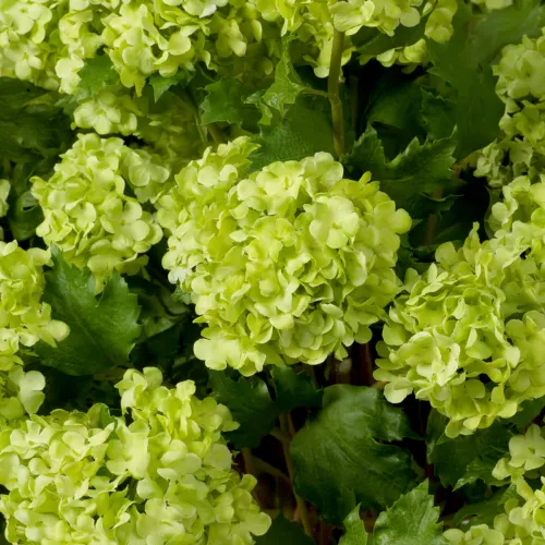 Royal Bouquet of Hydrangeas – Snowball Green | Real-Touch Floral Arrangement (36 pcs) by Luxury Group International