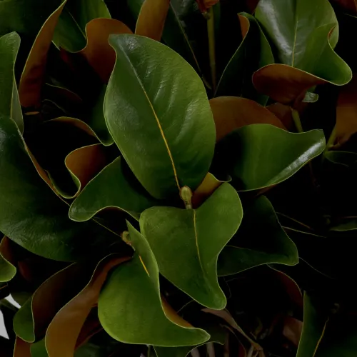 Royal Magnolia Leaf Bundle – Green & Brown Tones | Real-Touch Botanical Elegance (24 pcs) by Luxury Group International